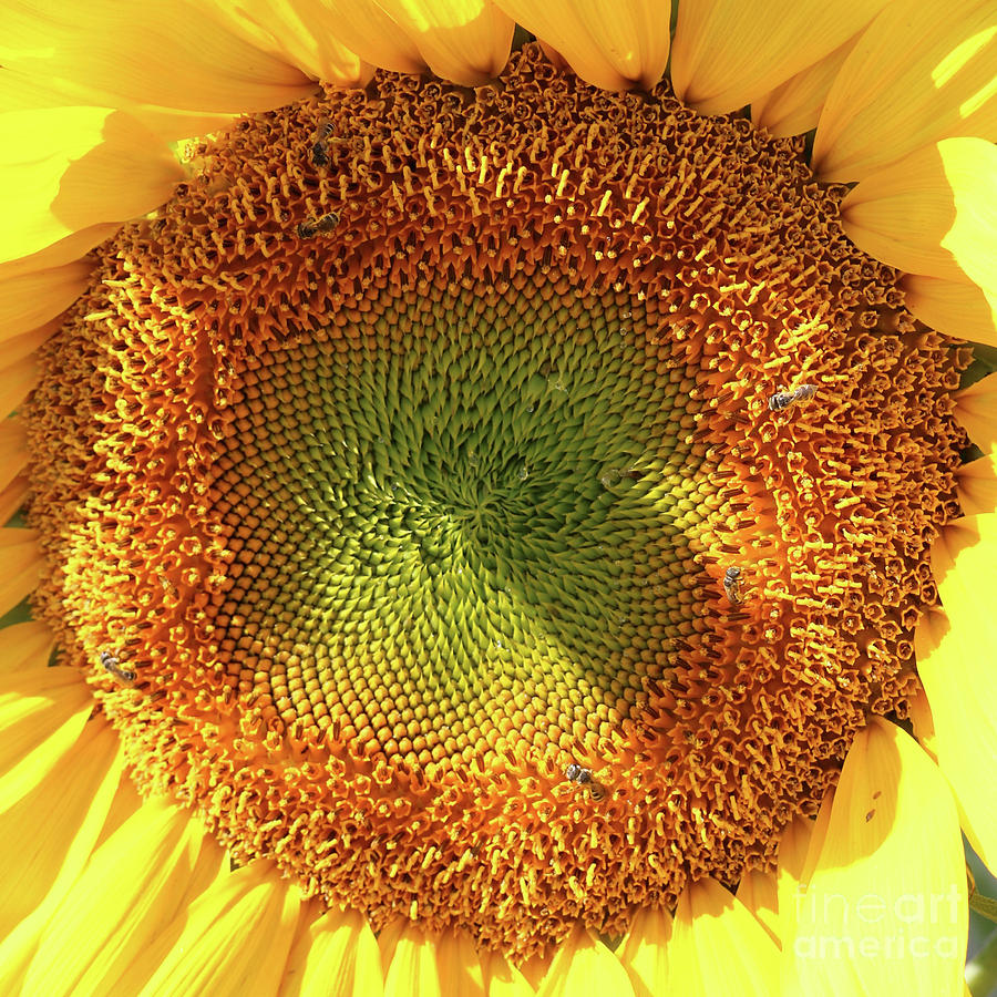 Sunflower Mandala Photograph by Carol Groenen
