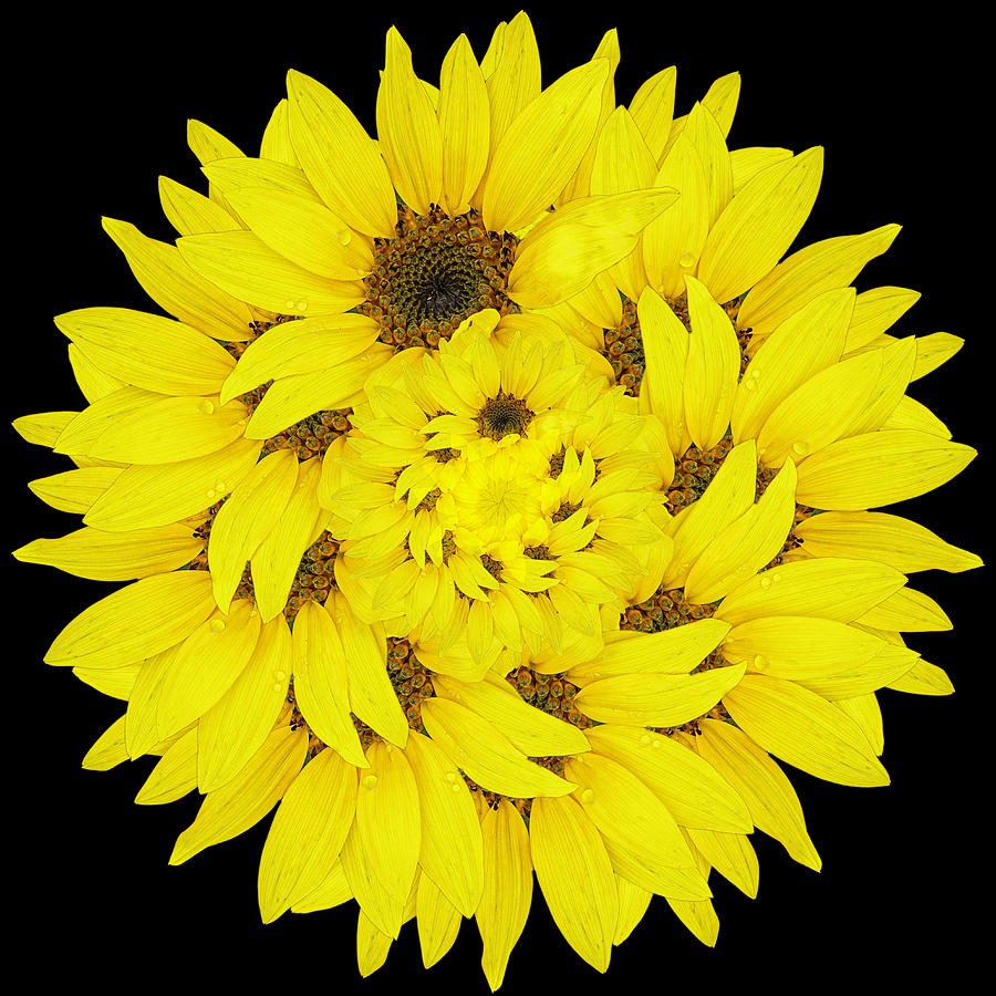 Sunflower Mandala Digital Art by Teresa Wilson