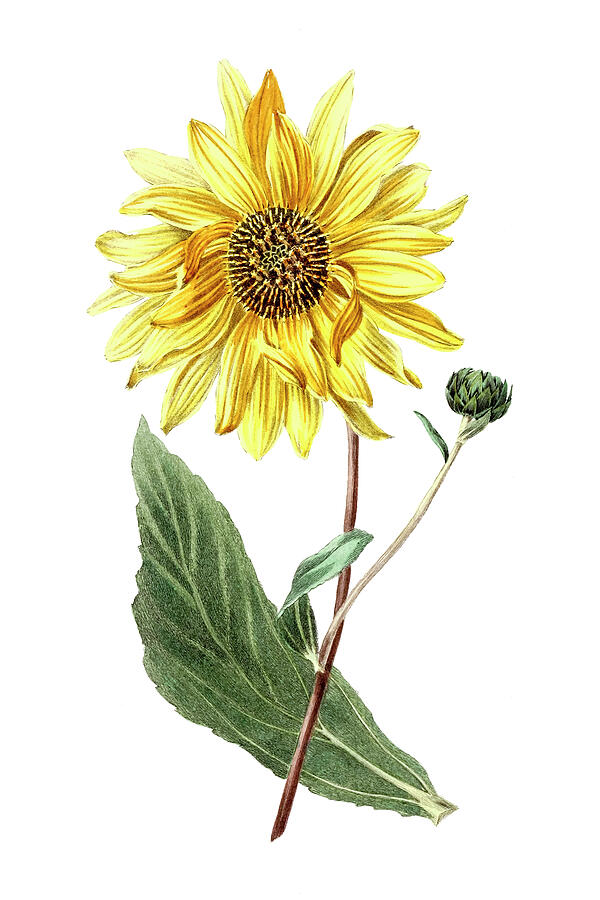 Sunflower Drawing by Mango Art