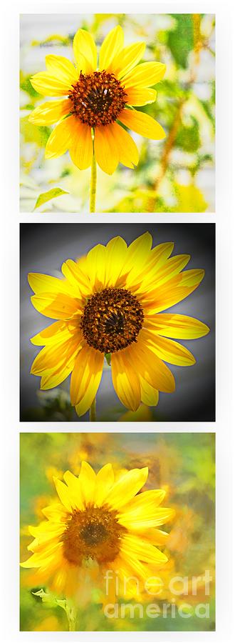 Sunflower Mania Photograph