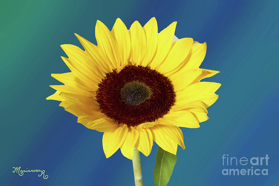 Sunflower Photograph by Mariarosa Rockefeller