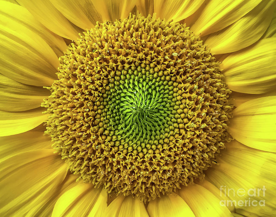 Summer Photograph - Sunflower by Mark Ali