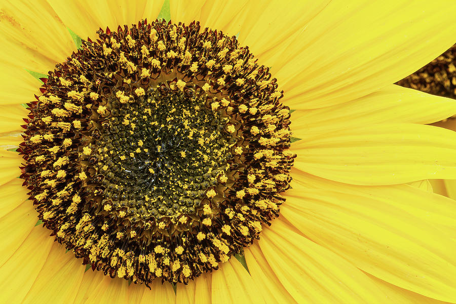 Sunflower Photograph by Mark Harrington