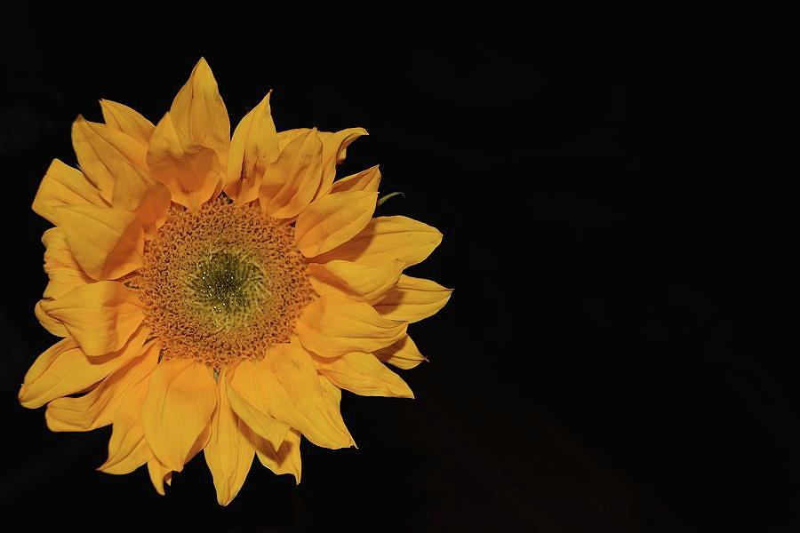 Sunflower Photograph by Mark J Dunn