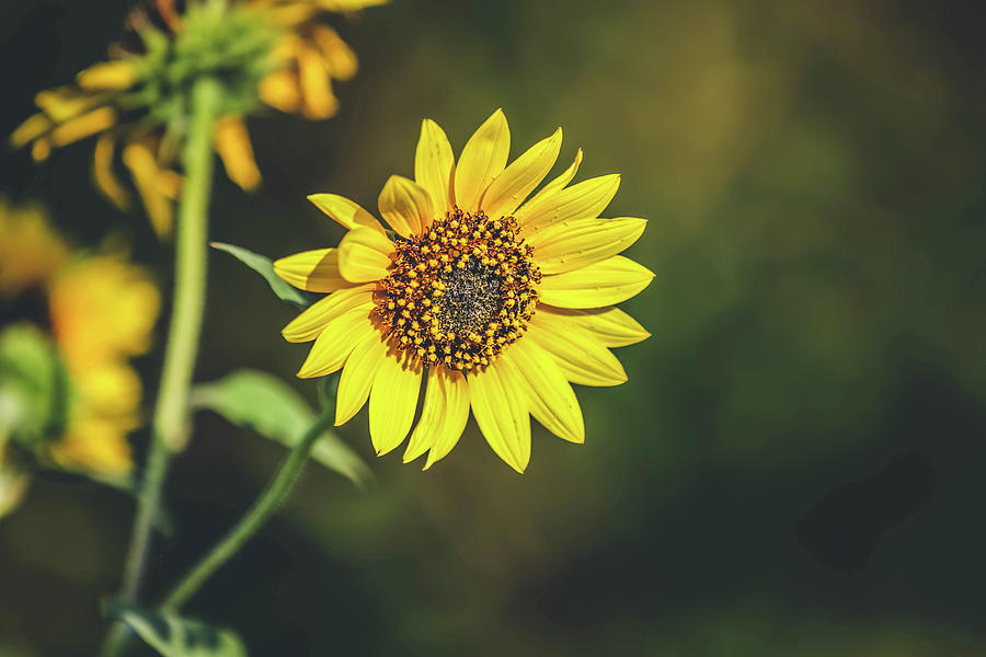 Sunflower Photograph By Michael Tibbits - Fine Art America