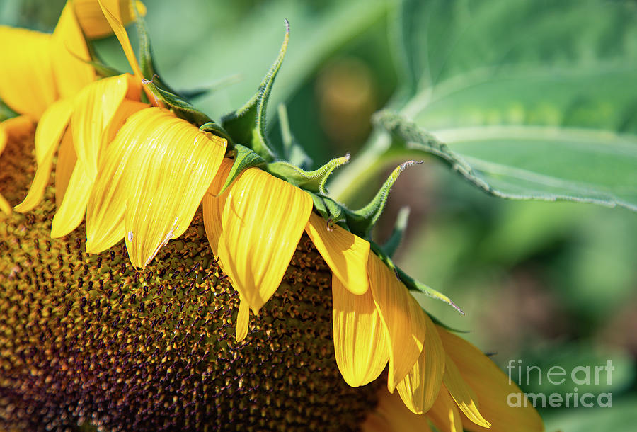 Sunflower Moment Photograph by Marilyn Cornwell