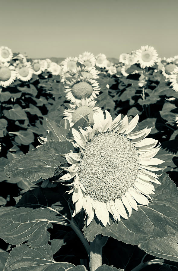 Sunflower Monochrome Photograph by Jonathan Nguyen