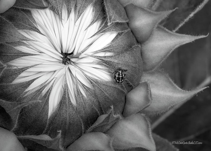 Sunflower Monochrome Photograph by LeeAnn McLaneGoetz McLaneGoetzStudioLLCcom