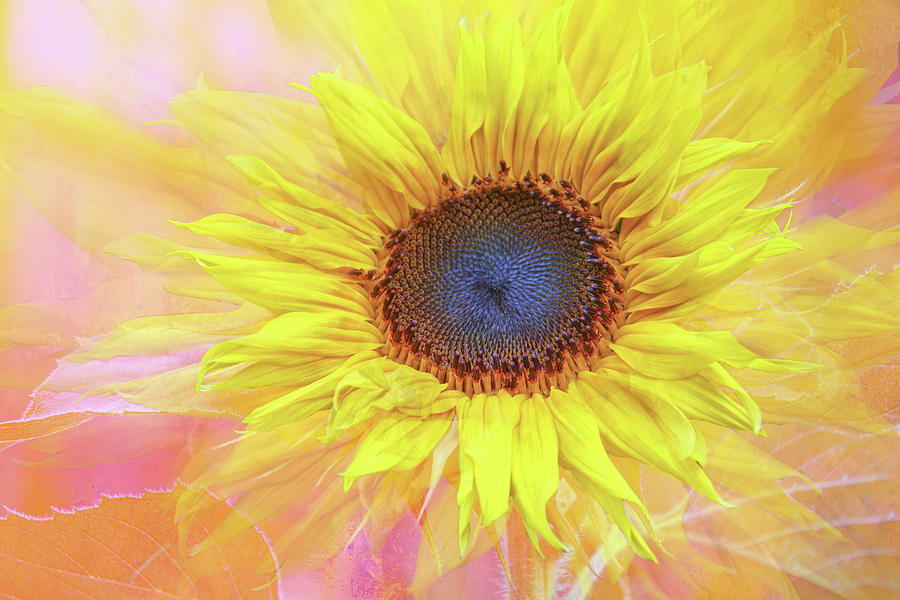 Sunflower Montage Digital Art by Terry Davis