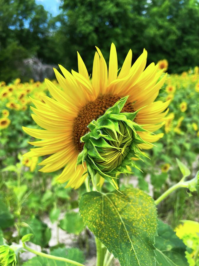 Sunflower Mother and Child Reunion Photograph by Bill Swartwout