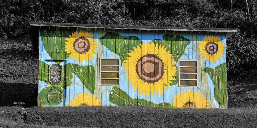 Sunflower Mural Photograph by Dale R Carlson