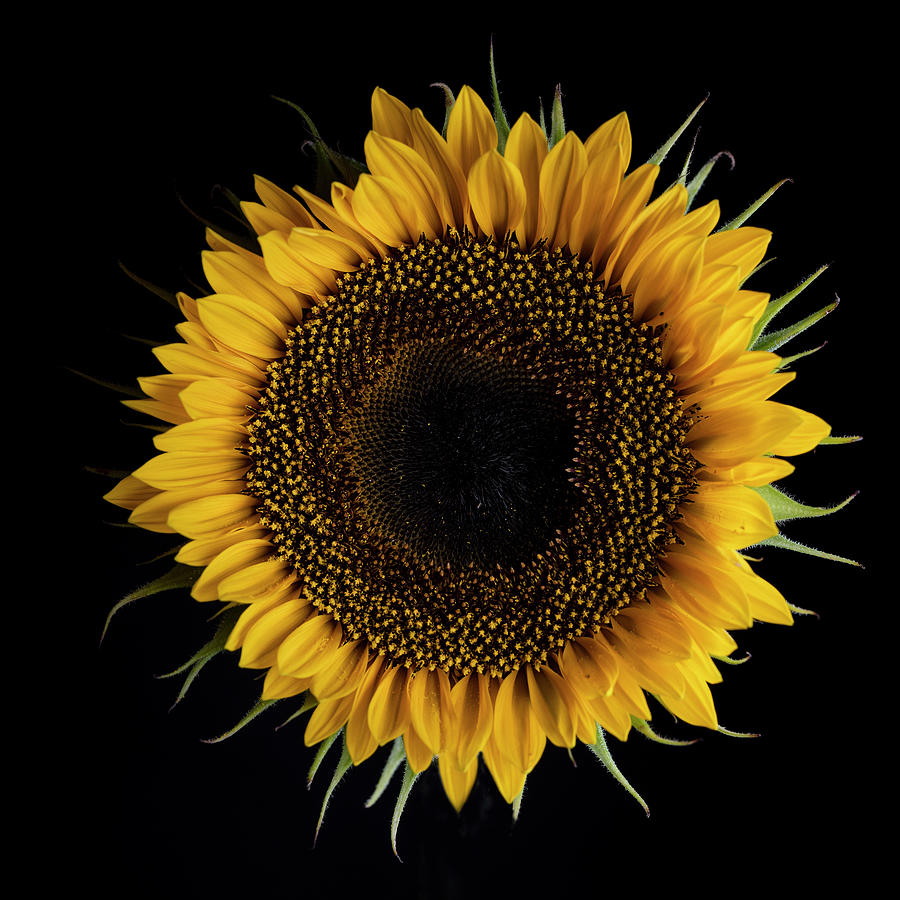 Sunflower Photograph - Sunflower by Nailia Schwarz