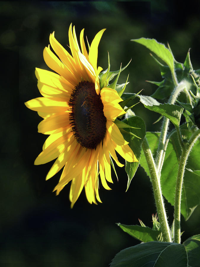 Sunflower Photograph by Nancy Griswold