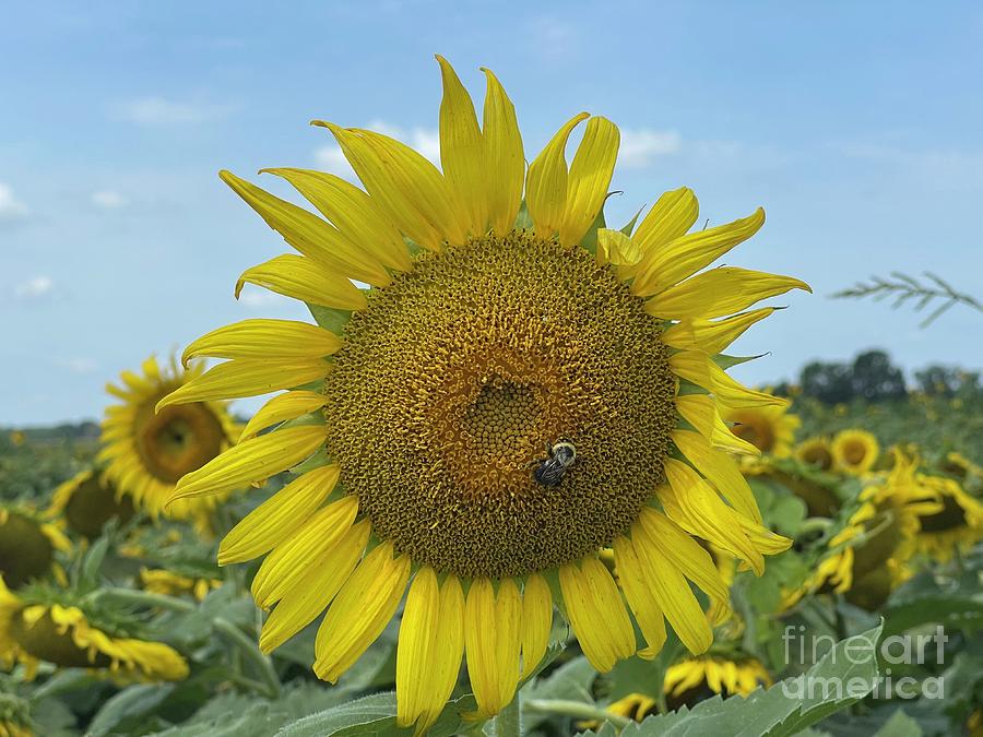 Sunflower Photograph By Nancy Lorentz - Fine Art America