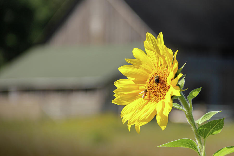 Sunflower Near the Barn Photograph by Robert Carter