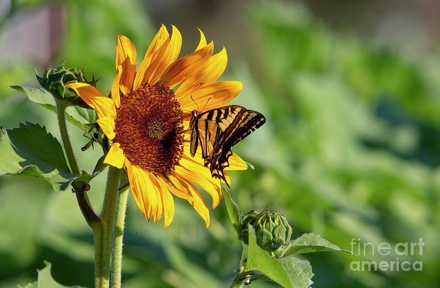Sunflower Nectar Photograph by Douglas Kikendall