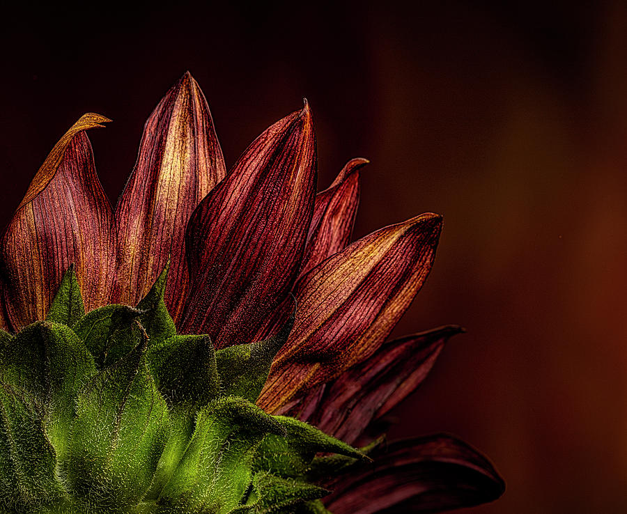 Sunflower of Another Color Photograph by Paul Bartell