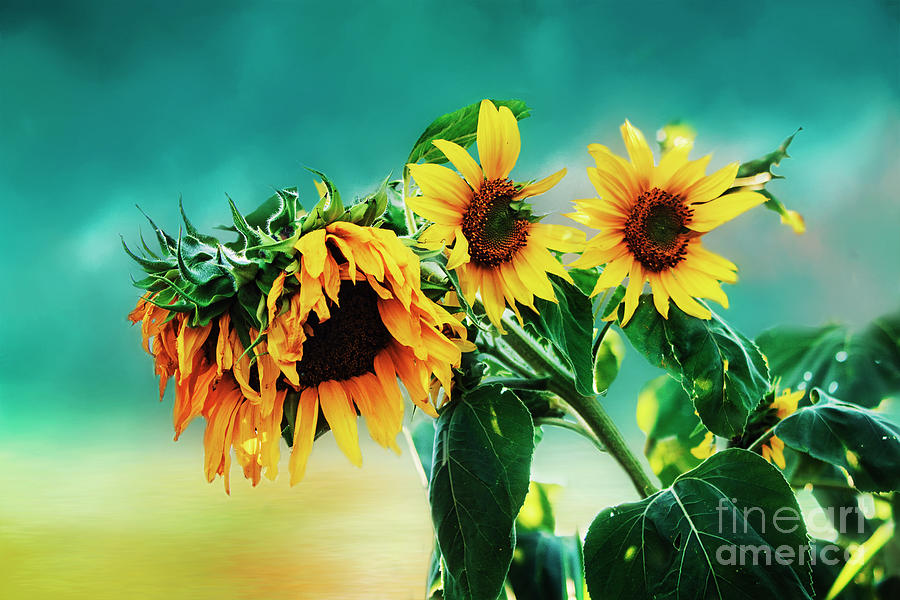 Sunflower of Life Photograph by Janie Johnson