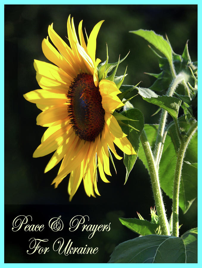 Sunflower of Peace and Solidarity  Photograph by Nancy Griswold