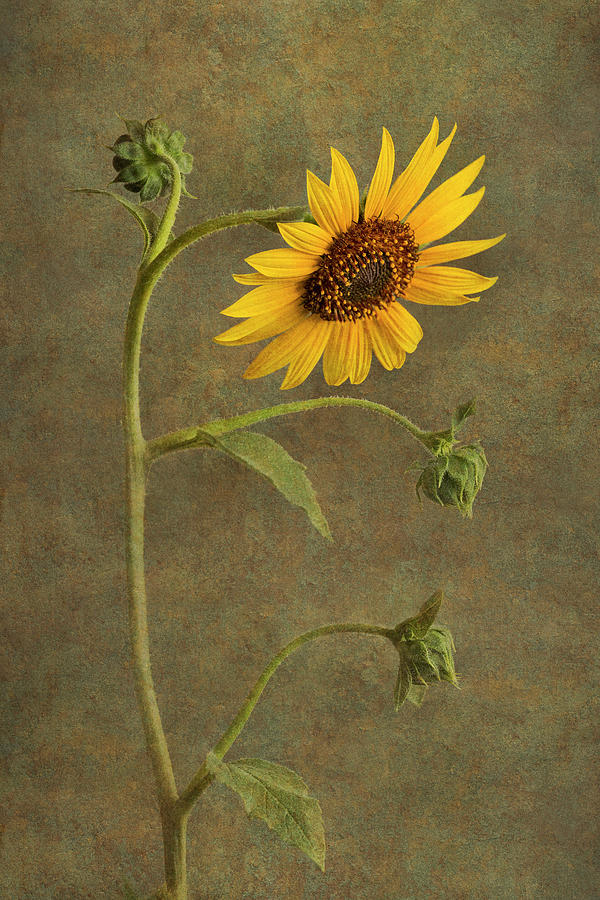 Sunflower of Stone Photograph by John Rogers