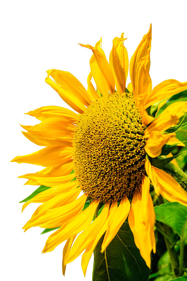 Sunflower on a white background, yellow sunflower. Подсолнечника на белом фоне Photograph by Denniza