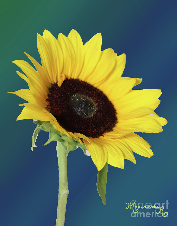 Sunflower on Black Background Photograph by Mariarosa Rockefeller