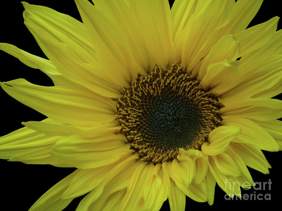 Sunflower on Black - Helianthus annuus Photograph by Yvonne Johnstone