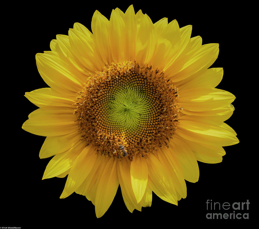 Sunflower On Black Photograph by Mitch Shindelbower