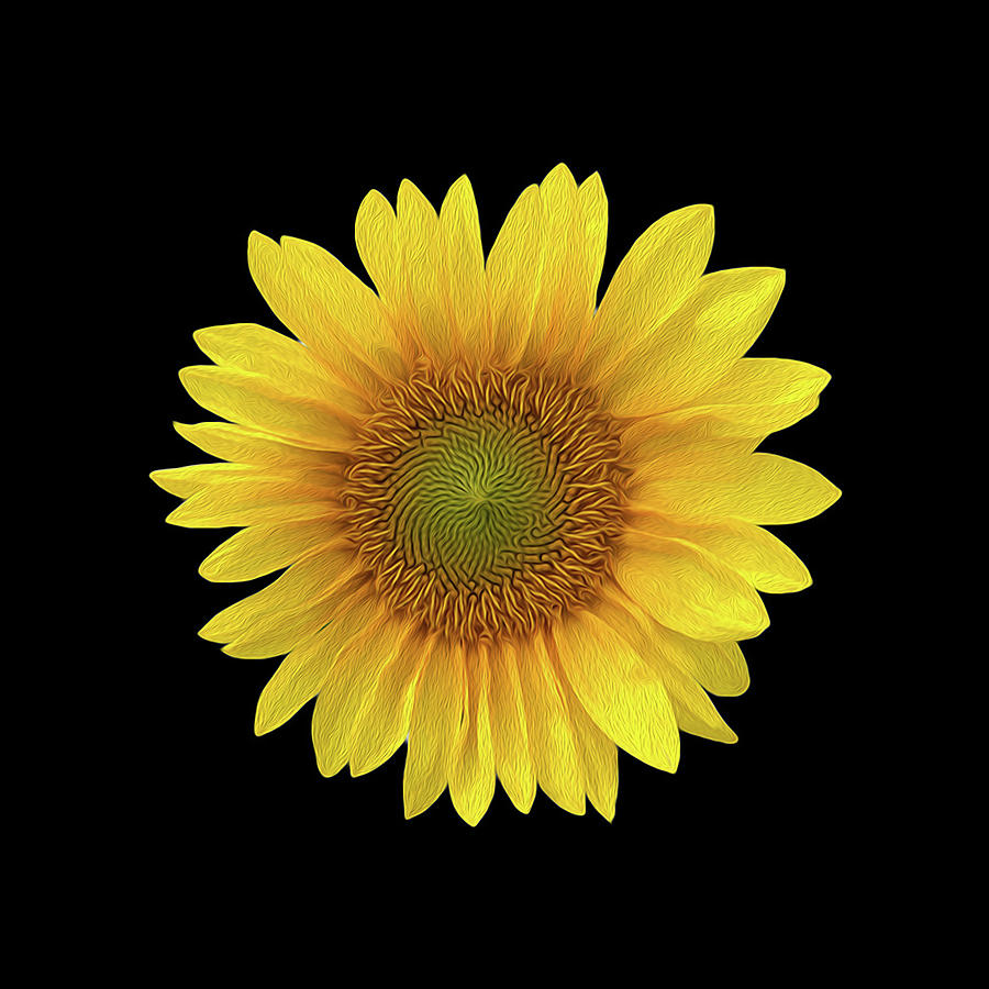 Sunflower on Black OP Photograph by Jim Dollar