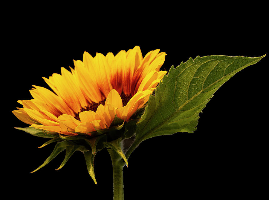 Flower Photograph - Sunflower on Black by Phil And Karen Rispin