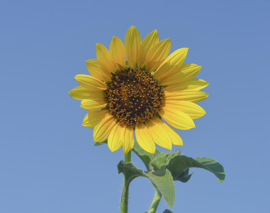 Sunflower On Blue Background Photograph by Jennifer Wallace | Fine Art