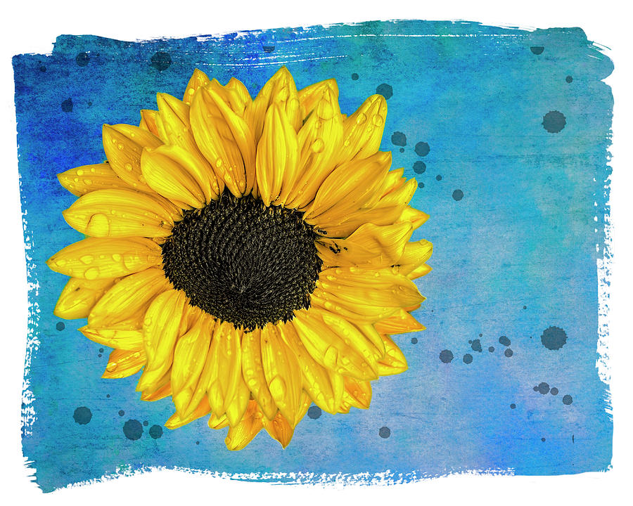 Sunflower On Blue With Border Mixed Media by Ann Powell