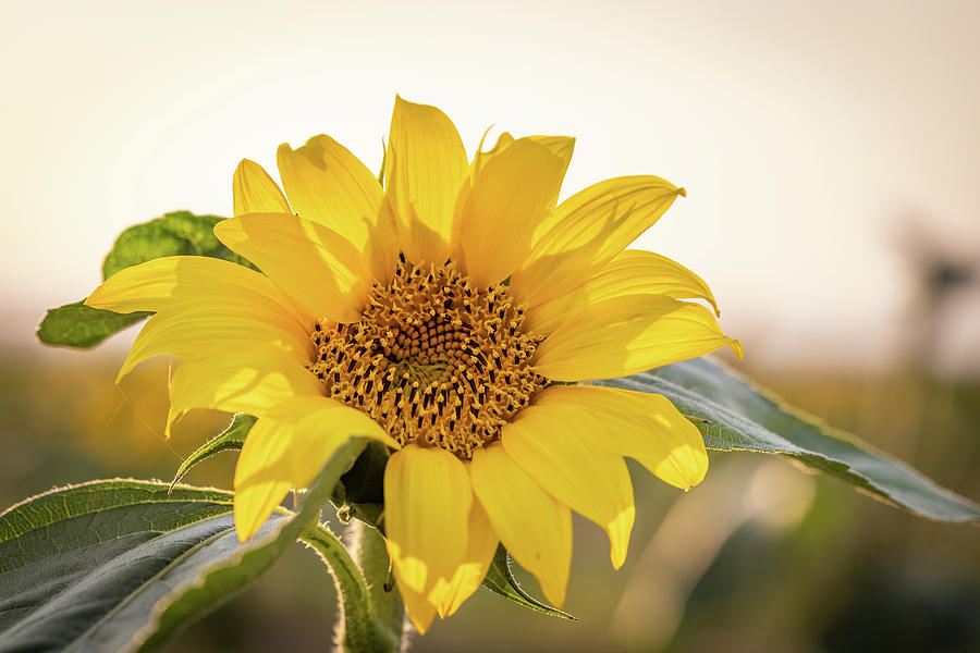 Sunflower On The Plains Photograph By Tony Hake Pixels