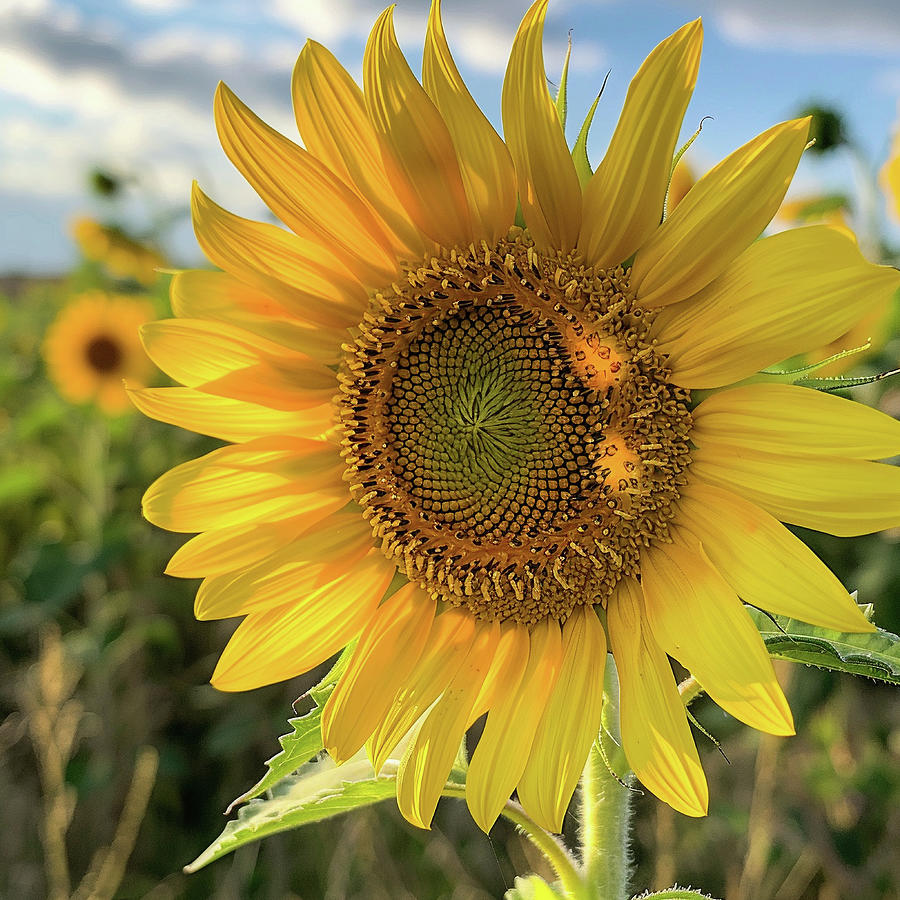 Sunflower On The Sun Painting