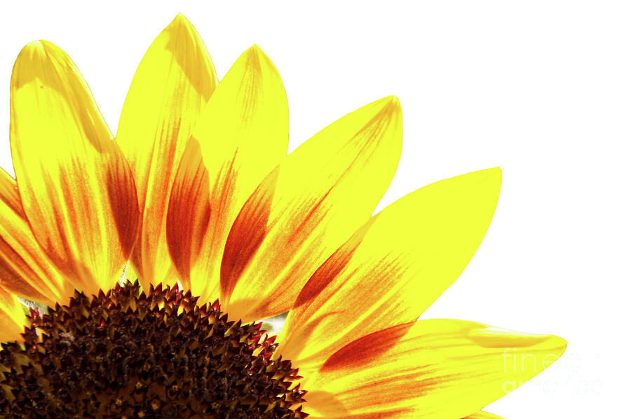 Sunflower on white Photograph by Delphimages Creations Photo