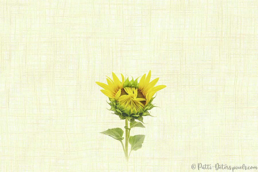 Sunflower Opening I - Horizontal Photograph