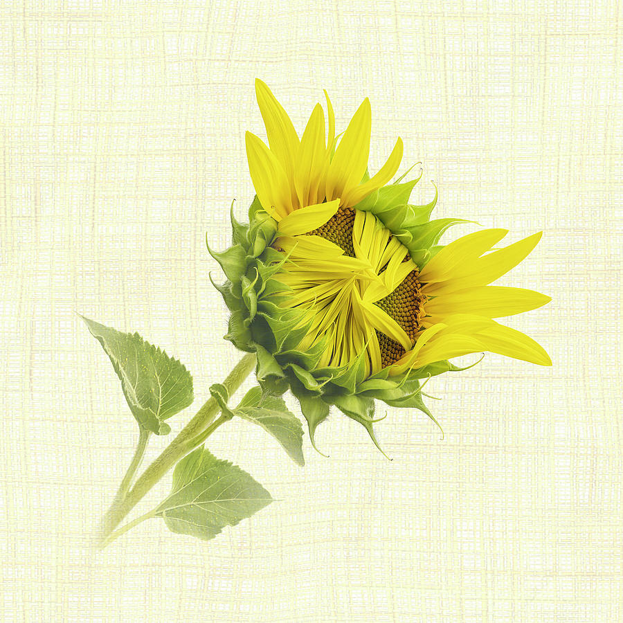 Sunflower Opening I -square Photograph