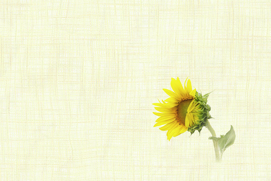 Sunflower Opening II - Horizontal Photograph