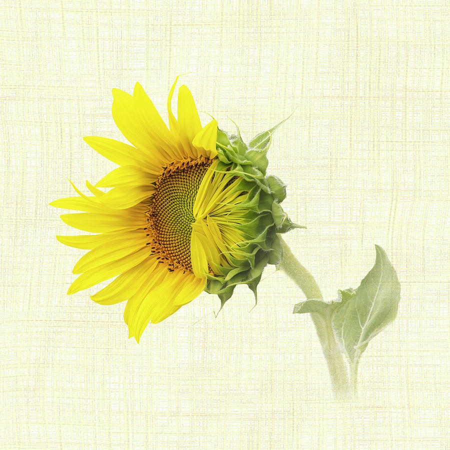 Sunflower Opening II - Square Photograph by Patti Deters