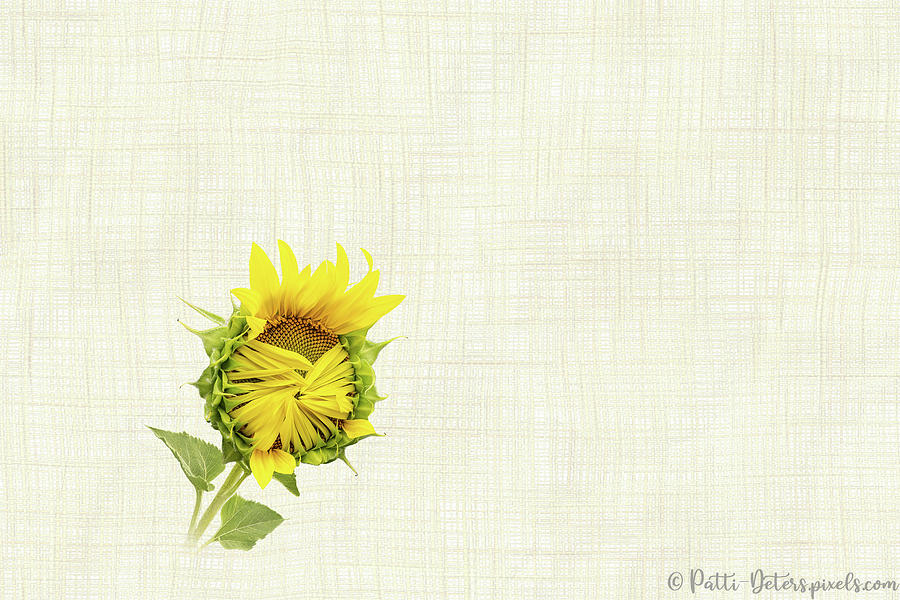 Sunflower Opening III - Horizontal Photograph by Patti Deters
