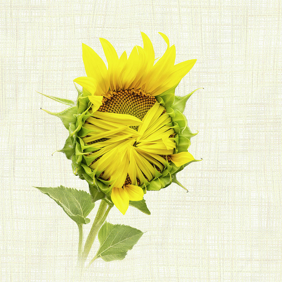 Sunflower Opening IIi -  Square Photograph