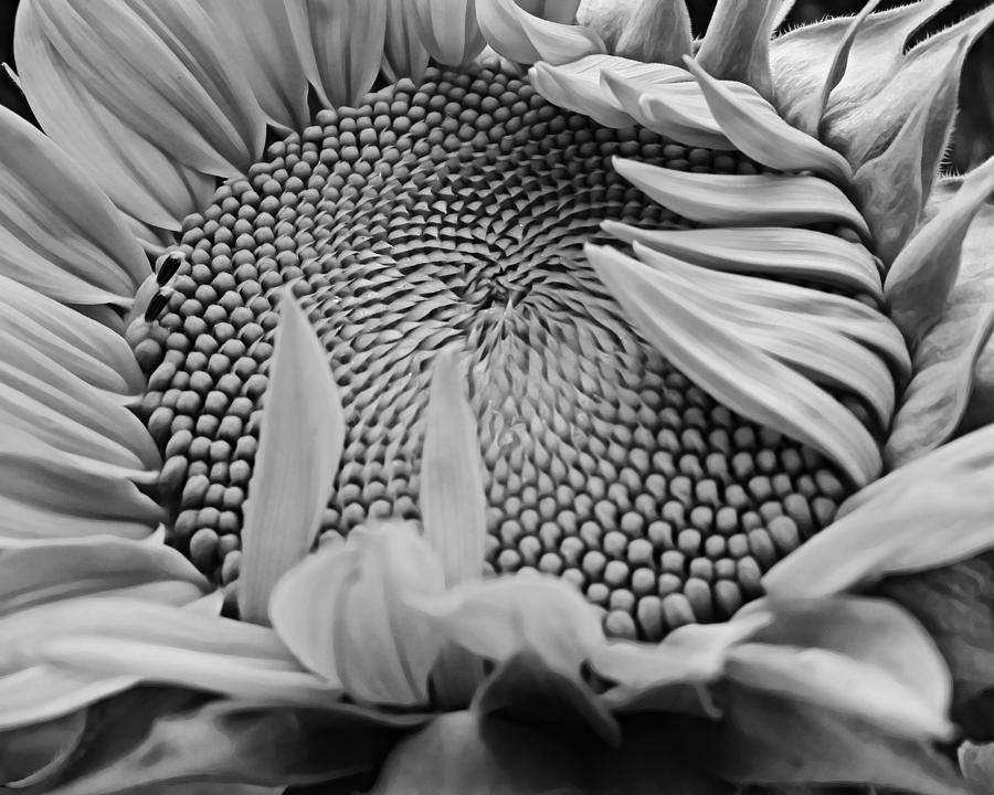 Sunflower Opening in Black and White Photograph by Gaby Ethington