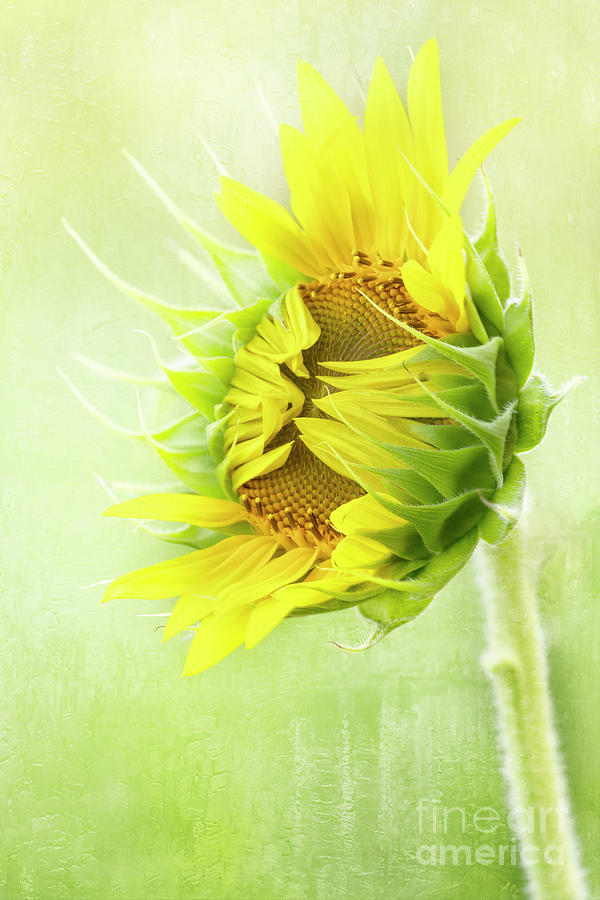 Sunflower Opening Photograph by Linda D Lester