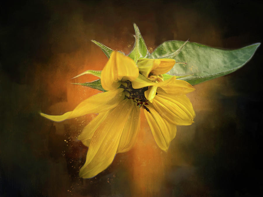 Sunflower Digital Art - Sunflower Opening by Terry Davis
