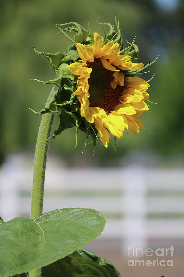 Sunflower Over the Fence Photograph by Carol Groenen