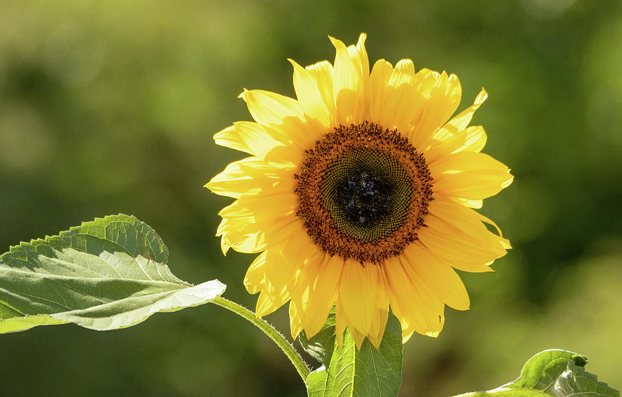 Sunflower Photograph by Owen Scrimshaw - Fine Art America