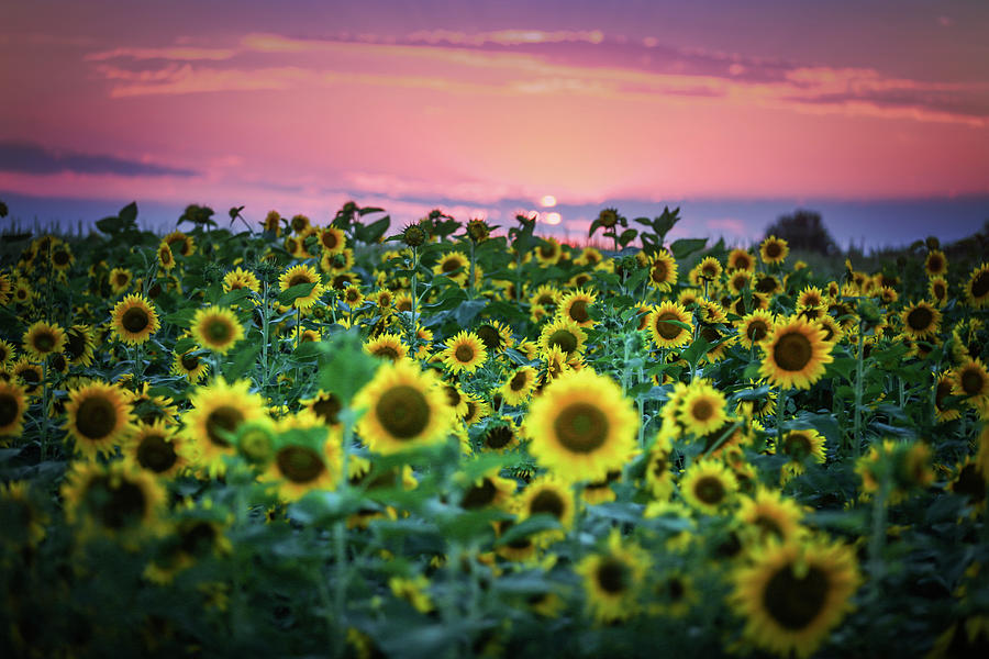 Sunflower Painted Sunset Sky Photograph by Nicole Engstrom