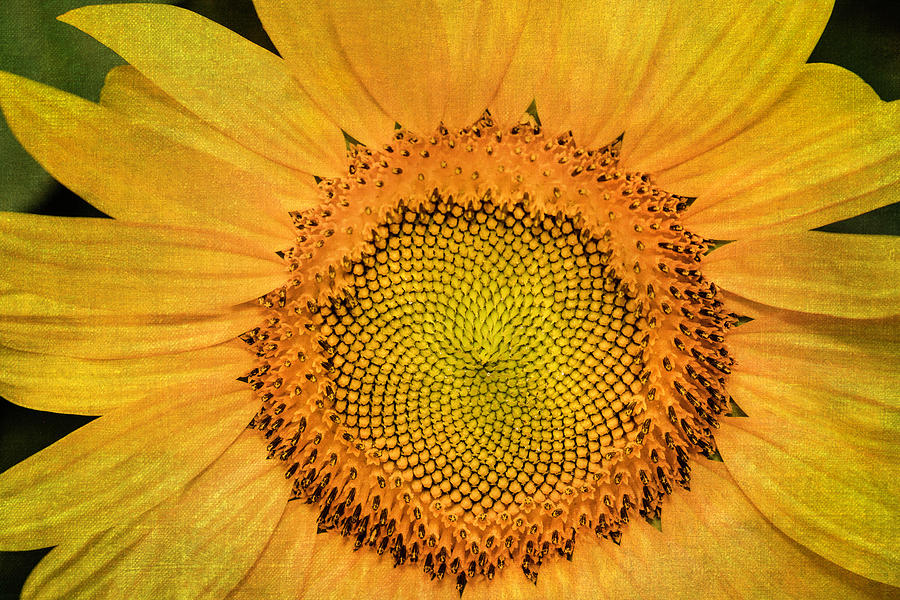 Sunflower - Painterly Mixed Media