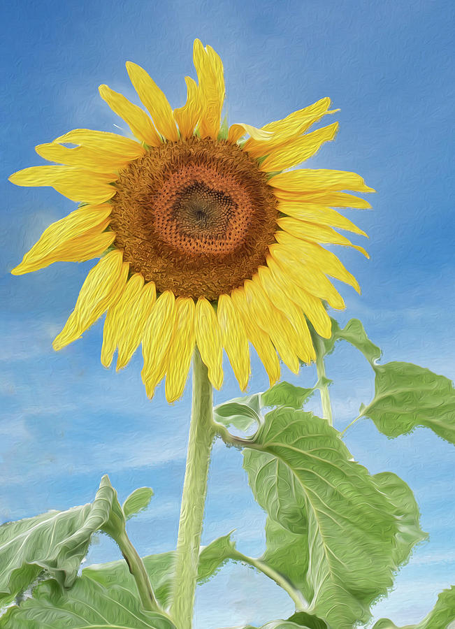 Sunflower painting Digital Art by Jessica Bayless - Fine Art America