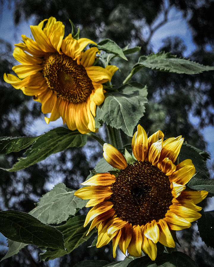 Sunflower Pair Photograph by Bonny Puckett